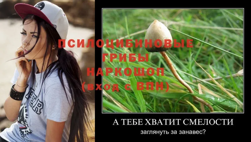 Галлюциногенные грибы Magic Shrooms  это формула  Николаевск 